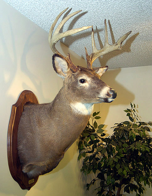 mounted deer head